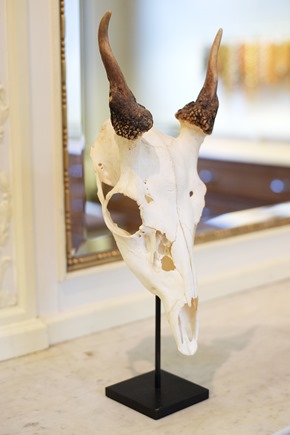 hoofd ram taxidermie, stocksale antwerpen