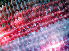 DSCN5931#001